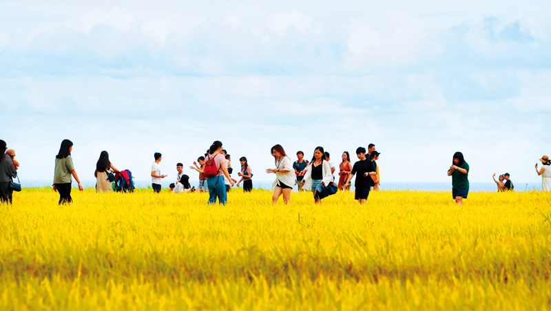 遊客們恣意踏入已結實纍纍的稻田裡拍照，成了花東觀光另一種人為破壞的災難。